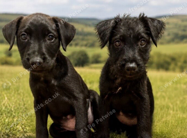 Lakeland Terrier Puppies