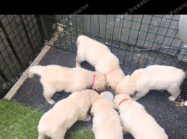 PURE BRED GOLDEN RETRIEVER PUPPIES