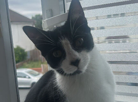 Female cat, 1 year old