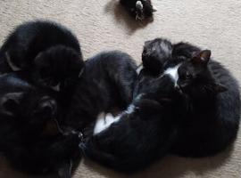 5 kittens 3 black 2 black and white