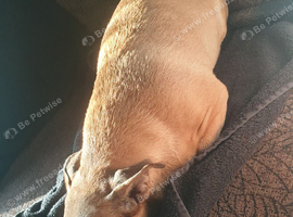 Jack russel x Staff