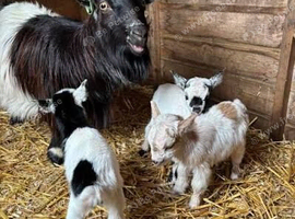 Free Goats