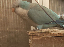 Male blue quaker parrot