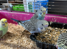Very young budgies available &pound;30 each only out the nest box