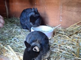Purebred Netherland Dwarf kits
