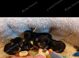 Beautiful long hair chihuahuas