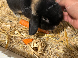 Toby for rehome