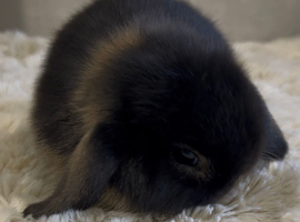 Stunning litter of mini lop bunnies looking for loving homes.