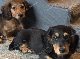 REDUCED X2 KC REGISTERED Long Haired Miniature Daschund puppies looking for there forever home.