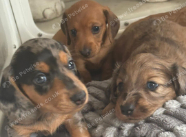 4 Miniature dachshund puppies