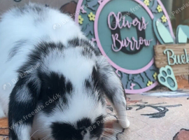Mini lop boys for sale