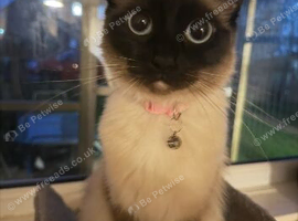 Tinker- Ragdoll