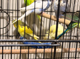 Budgies BW