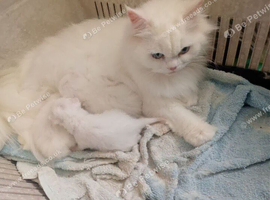 Persian kittens for sale