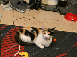 4 year old cat