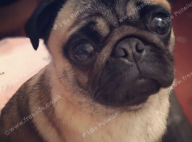 Older Pug Looking For Forever Home