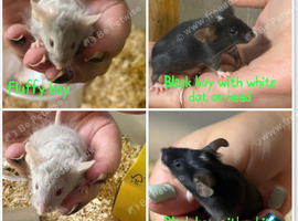 Baby boy fancy mice for sale
