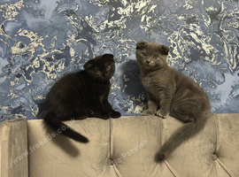 Scottish fold kitten READY NOW