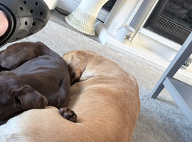 Chocolate Labrador