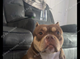 STUD WANTED - POCKET BULLY