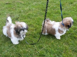 Shih Tzu's