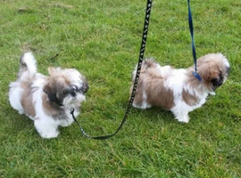 Shih tzu puppies