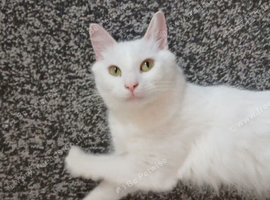 Female cat for rehome turkish angora