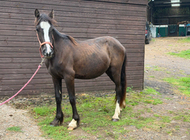 Grace - Beautiful Welsh D Filly