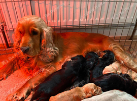 Beautiful puppies ready in 3 weeks