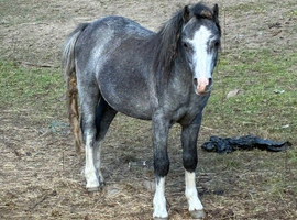 Welch colt