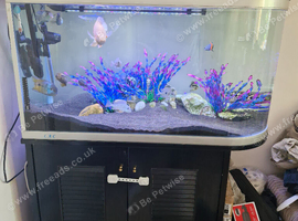 Large fish tank and cabnet