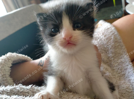 Black/white fluffy tortoise shell male kitten