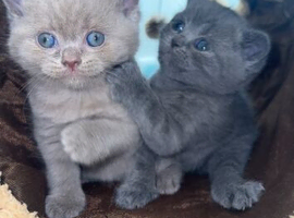 Pedigree British Shorthair Kittens