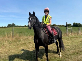 Welsh section C mare