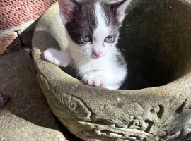 Black and white kittens