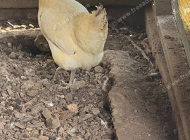 2 hybrid chickens for sale
