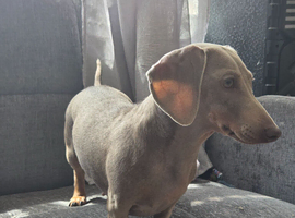 Miniature dachshund