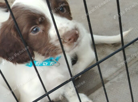 Beautiful English Springer Spaniels