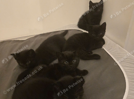 5 kittens for sale