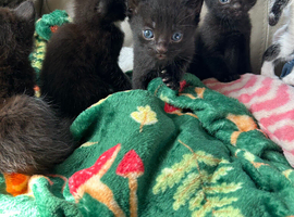Kittens for sale