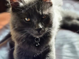 5 month old kitten