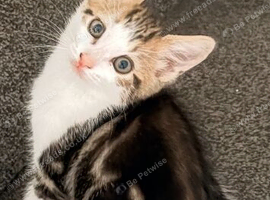 9 week old kittens