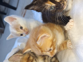 Kittens for sale