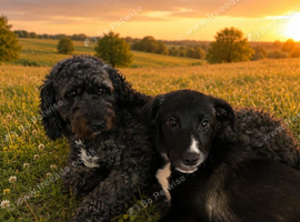 BELLE LAST PUPPY, AVAILABLE NOW!!