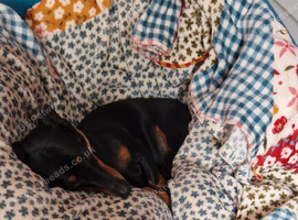 Little legs