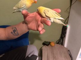 Hand tame beautiful love birds