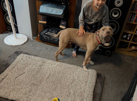 Staffy For Sale