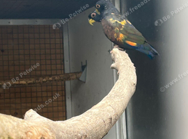 Proven bronze wing hen