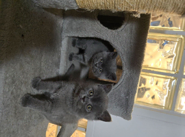 British kitten