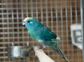 Kakariki parrot